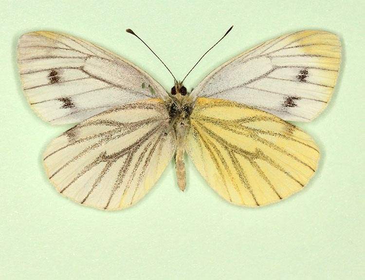 Pieris napi female (aberrant form dexsubtalba) (Internet Image property of respective owner, non-commercial use only)